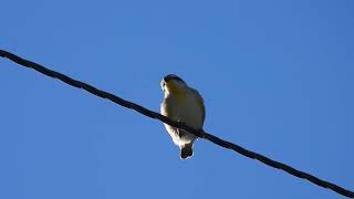 Striated Pardalote Yengarie Qld [upl. by Bravar238]