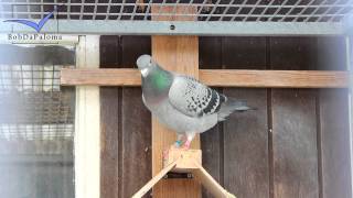 Verreckt – Rutten – Deplae Belgium Racing Pigeons Loft  Taubenschlag  Palomar 2015 [upl. by Denna898]