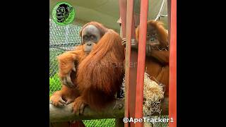 Bulu Surprise Overreaction shorts orangutan funnyanimals [upl. by Akim954]