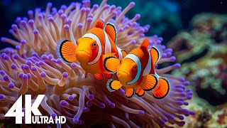 Aquarium 4k VIDEO ULTRA HD  Captivating Moments with Beautiful Coral Reef Fish  Relaxing music [upl. by Kenison296]