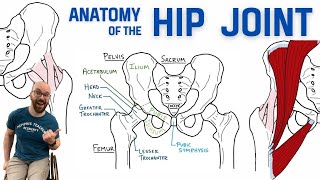 Anatomy of the Hip Joint  Bones Ligaments amp Muscles [upl. by Goldstein]