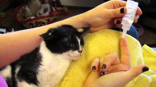 Treating Ringworm on Kitten Violet [upl. by Otrebor]