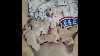 Belka the Lab gave birth to 12 goldador puppies [upl. by Edras]