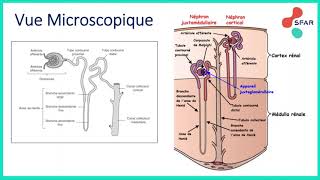 Anatomie Physiologie  Insuffisance rénale aigüe et indications [upl. by Htennaj704]