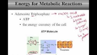 Energy for Metabolic Reactions [upl. by Anirok]