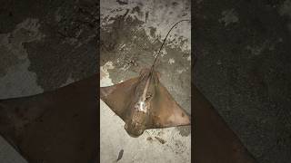 First Bat Ray off Newport Pier Fishing [upl. by Youngman]