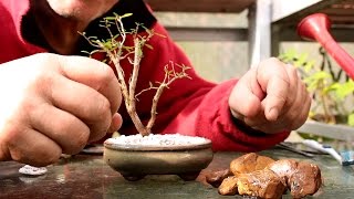 Starting Three New Bonsai Trees [upl. by Colwin]