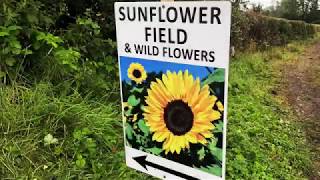 Sunflowers Portglenone [upl. by La Verne]