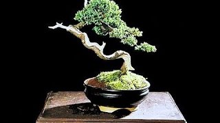 Bonsai Style Bunjin [upl. by Llewkcor]