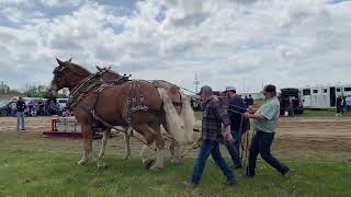 maple festival horse pulls 2024 [upl. by Ujawernalo]