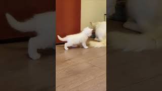 The first steps of a little white kitten 2 kitten [upl. by Woolcott]