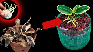 Making rotten orchids revive quickly by simply few people know [upl. by Cyb]