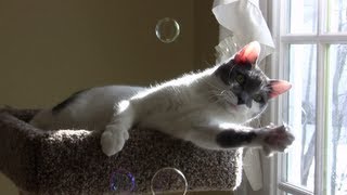 Leo the Cat Plays with Bubbles [upl. by Arraet]