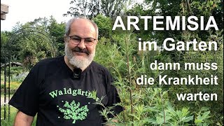 Artemisia im Garten dann muss die Krankheit warten [upl. by Norina]