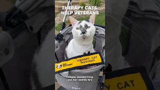 Therapy cats help Veterans 🥰 veteran veteransday cats therapycat catlover [upl. by Medovich253]