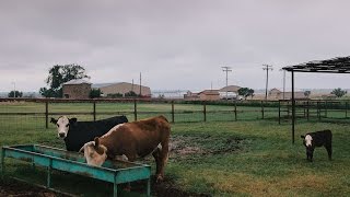 Waggoner Ranch Iconic Chunk of Texas for Sale at 725 Million [upl. by Eillo521]