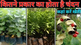 चंदन कितने प्रकार का होता है।chandan tree farmingrakta chandan tree sandalwood farming in india [upl. by Aliled]