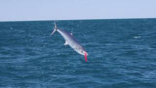 Mackerel Jumping at the Montebello Islands WA [upl. by Eznyl]