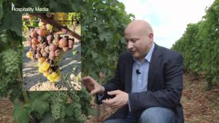 Bordeaux Revisited  Sauternes  Episode 5 Ronan Sayburn MS [upl. by Elylrac168]