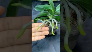 Use aloe vera to make orchids grow roots plants short [upl. by Aihsyak]