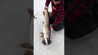 The truth about ice fishing 🐟 shorts ytshorts [upl. by Lilias]