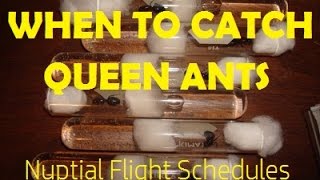 When to Catch Queen Ants Nuptial Flight Schedules  AntsCanada Tutorial 36 [upl. by Ella]