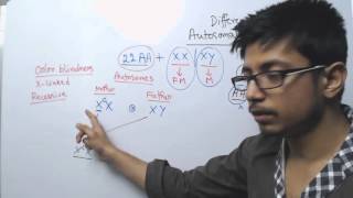 Autosomal and X Linked Inheritance [upl. by Conger]