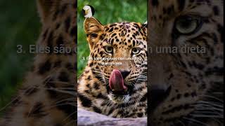 5 CURIOSIDADES SOBRE OS LEOPARDOS leopardo animal short [upl. by Bloom87]