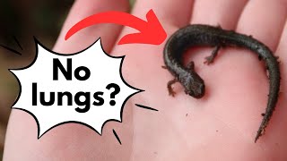 I found a salamander with NO LUNGS [upl. by Packston]