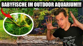 Babyfische im DIY Outdoor Aquarium [upl. by Yrovi]