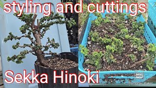 Sekka Hinoki styling and cuttings [upl. by Prentiss98]