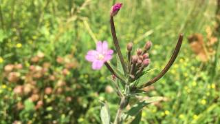 Viltige basterdwederik Epilobium parviflorum  20180626 [upl. by Noella]