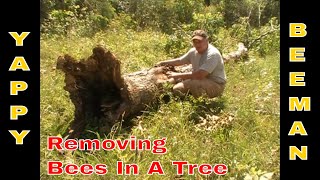 Honey Bee Removal From Inside A Bee Tree [upl. by Ellesig]