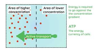 Active Transport [upl. by Aciretnahs]