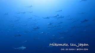 4K Mikomoto Izu Japan  Oct 20 2024 No574576 [upl. by Wise]