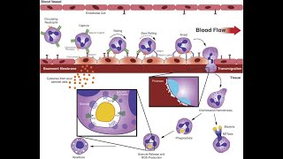 L39 Extravasation Diapedesis Understanding the Molecular Mechanisms Part 4 [upl. by Isador]