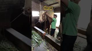 Sapi simental jumbo [upl. by Ekusuy]