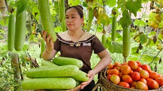 Harvest Gourds amp Tomatoes Goes to market sell  Daily life Animal Farm Live with nature [upl. by Odarnoc]