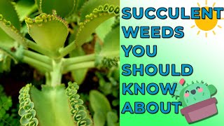 Succulent Weeds You Should Know About [upl. by Femmine]