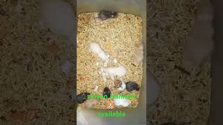 Siriyan Hamster 🐹 available hamsters aquarius pets [upl. by Lyndes]