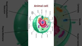 plantae plantcell animalkingdom animalcellanimals [upl. by Melone306]