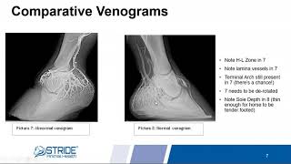 Laminitis amp Hoof Health in Horses  Stride Animal Health [upl. by Amsirahc]