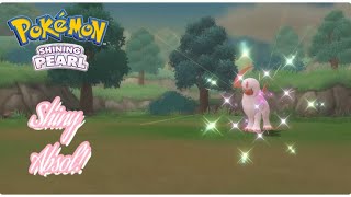 ✨Pokémon Shining Pearl SHINY ABSOL VIA THE POKERADAR 17CATCH CHAIN✨ [upl. by Arriaes]