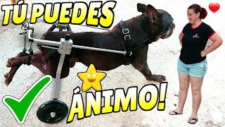 Silla de Ruedas para Perros🐕 FUNCIONA❓Displasia de cadera perros [upl. by Arriek]