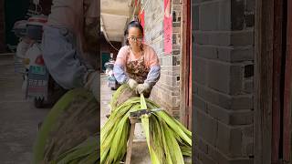 Peeling the bark of jute plants process [upl. by Redlac]