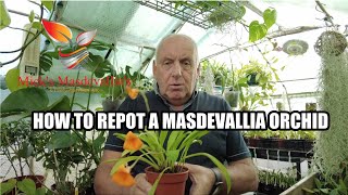 How I repot my masdevallia orchids 119 quotGreat for beginnersquot [upl. by Aulea]