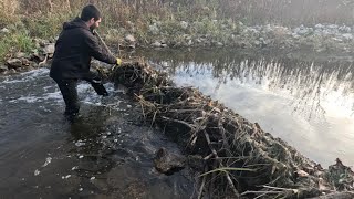 “BEAVERS FLOODGATE FALLS” Unclogging Beaver Dam From Culvert Discharge [upl. by Anoy]