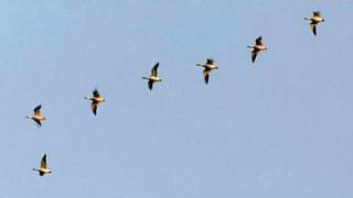 Epic Gannet Journeys  Animal Camera  BBC Earth [upl. by Hourigan5]