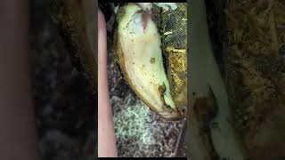 Hoof Trimming Chronicles PT 29  Hoof Hub cow farming hooftrimming hoof agriculture satisfying [upl. by Cyndie]