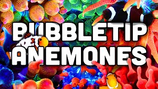 Bubble Tip Anemones EVERYTHING You Need to Know [upl. by Bor]